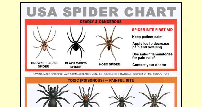 FREE USA Spider Identification Chart