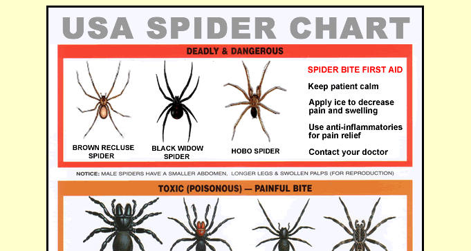 Brown Spider Identification Chart