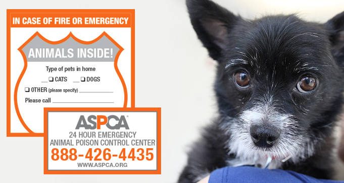 FREE ASPCA Pet Safety Pack