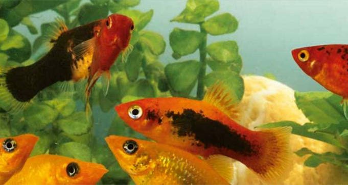 FREE Sample of Aquarium Munster Dr. Bassleer Biofish-Food